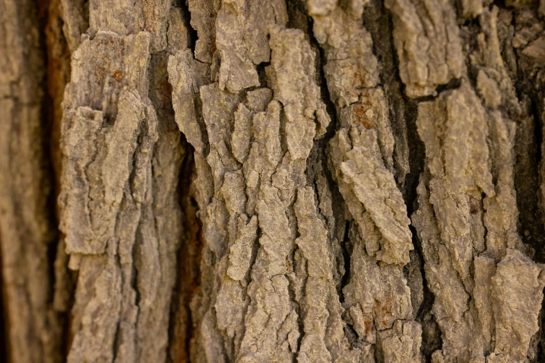 a close up s of bark on a tree