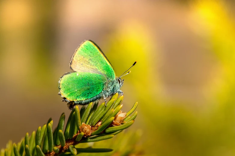 a small green erfly resting on a tree nch