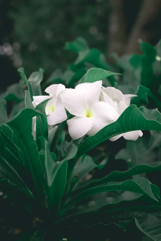 small white flowers are growing on leaves