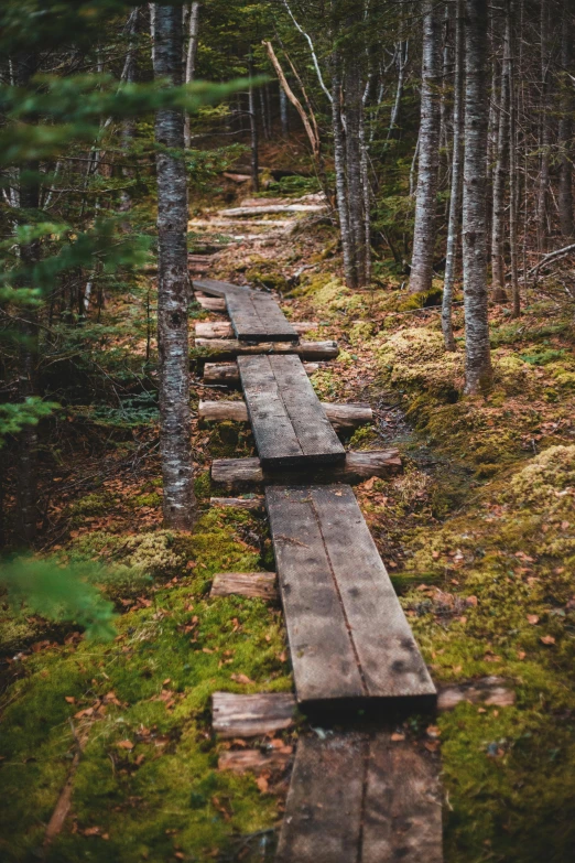 a trail through the woods with benches on it