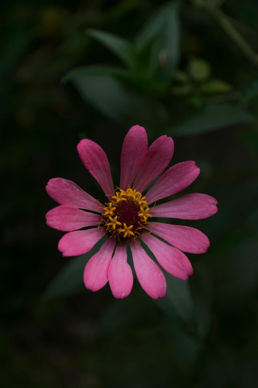 a single pink flower in front of a forest
