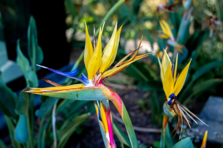 the colorful flowers are blooming in the garden