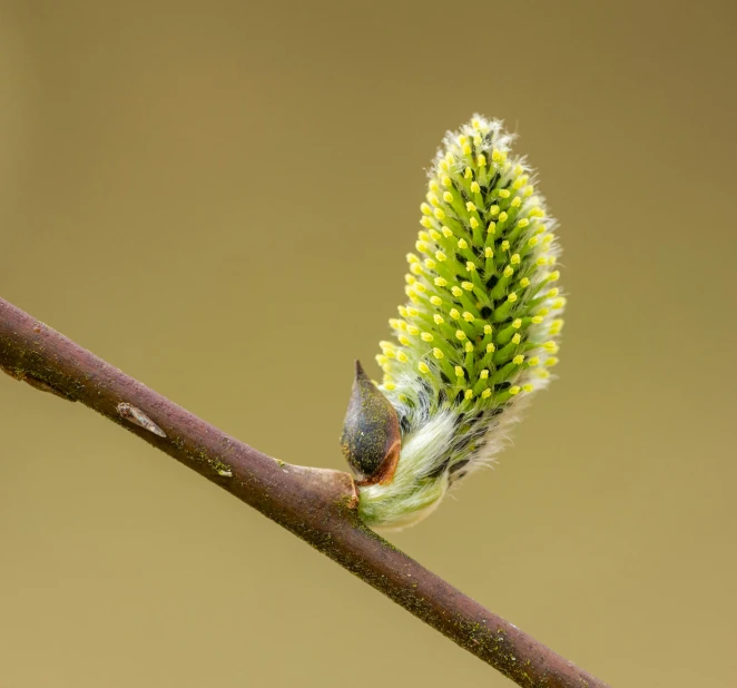 a tiny bird sits on a nch with yellow petals