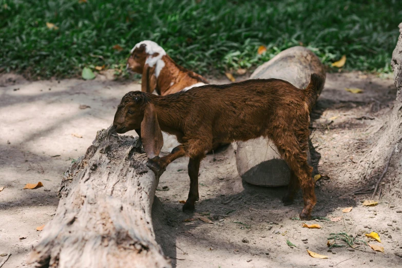 a brown goat is standing next to an old tree