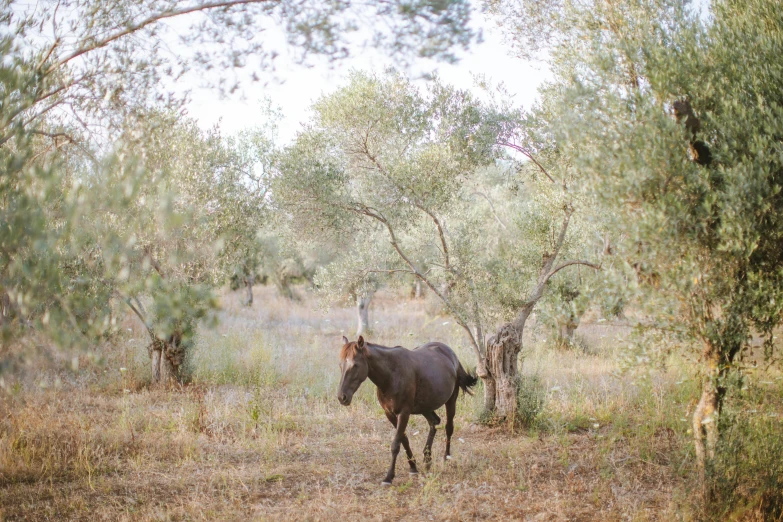 the horse is walking around the woods near trees