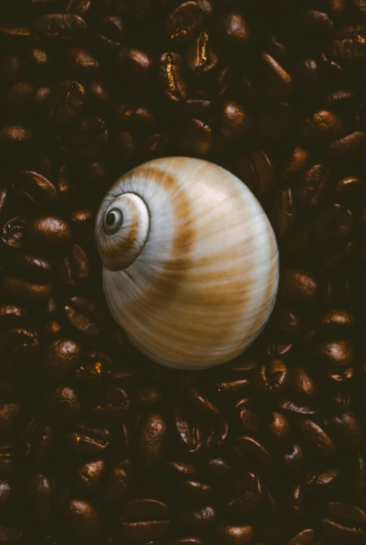 a small brown shell on some coffee beans