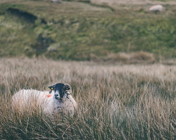 a sheep is walking in tall grass towards the camera