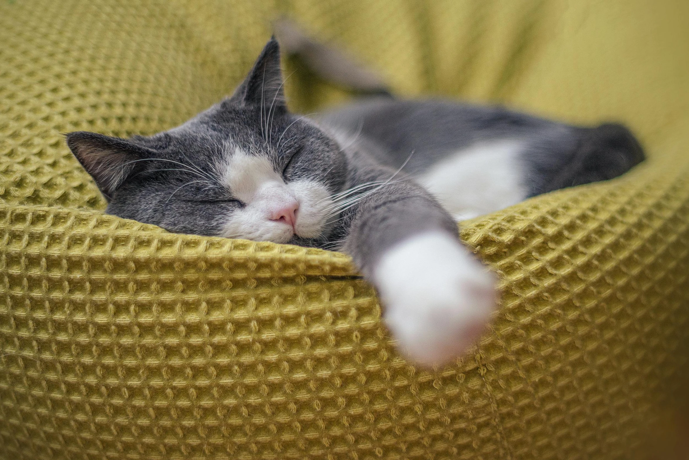 a gray and white cat sleeping in a yellow bean bag chair