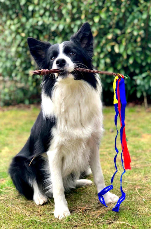 a dog is holding a nch in its mouth with it's mouth