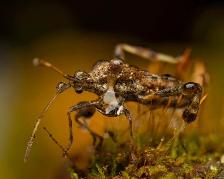 close - up of a close up of an insect on the moss