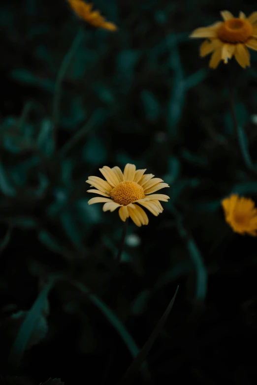 small yellow flowers are blooming in a dark field