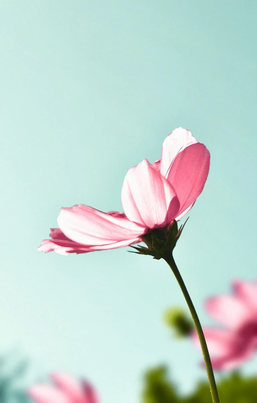 a close up of pink flowers against a blue sky