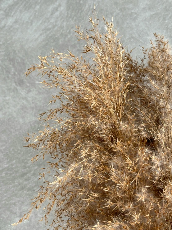 a bush full of plants covered in snow