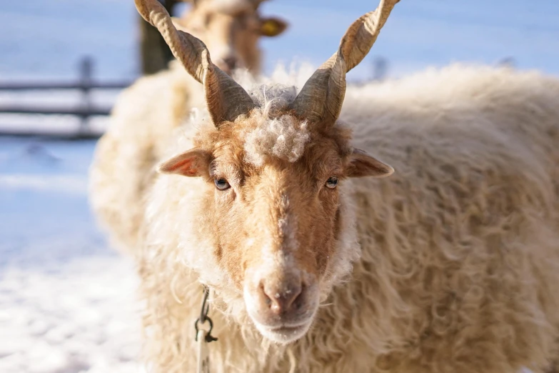 a large group of sheep standing in the snow