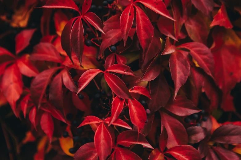 red leaves that have begun to turn red in autumn