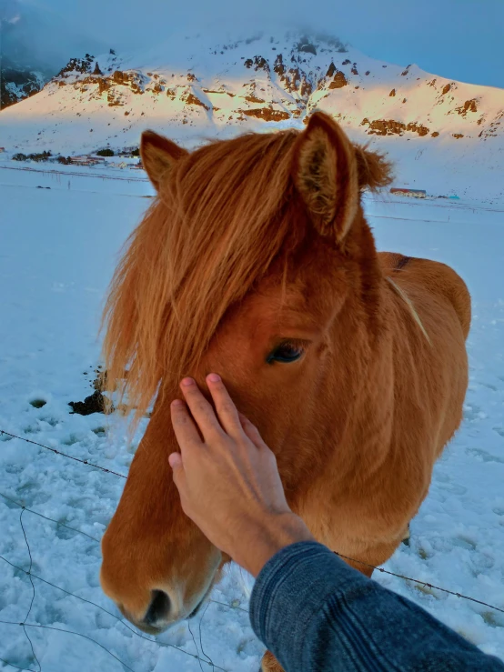 a person's hand petting the nose of a horse