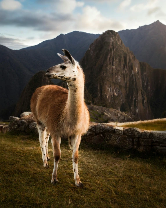 the llama is standing alone by himself in the mountain