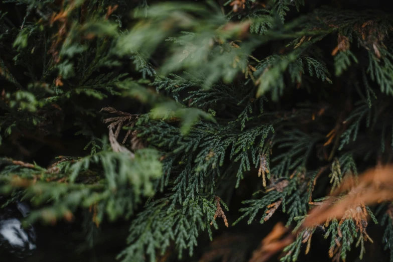 evergreen needles with blurry edges of them, blurred out