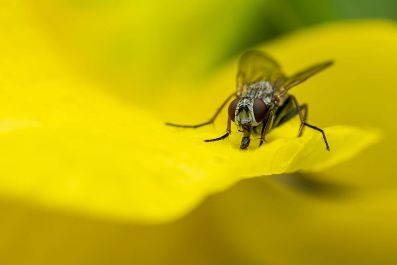 a fly that is sitting on a yellow flower