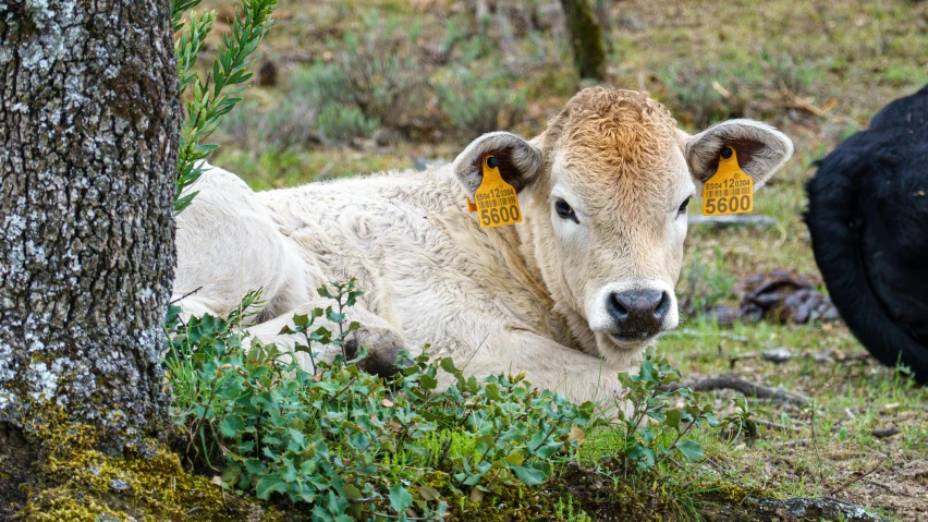 there is a large bull that is laying down next to trees