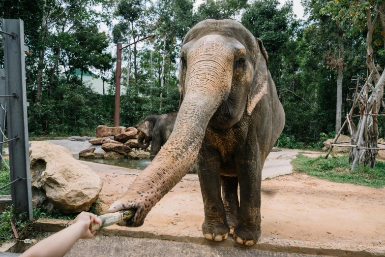 an elephant reaching down to get food out of someone's hand