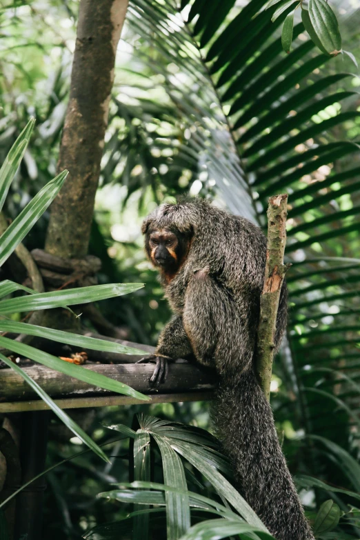 monkey sitting on a nch in a jungle