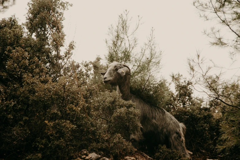 a ram standing in the brush looking around