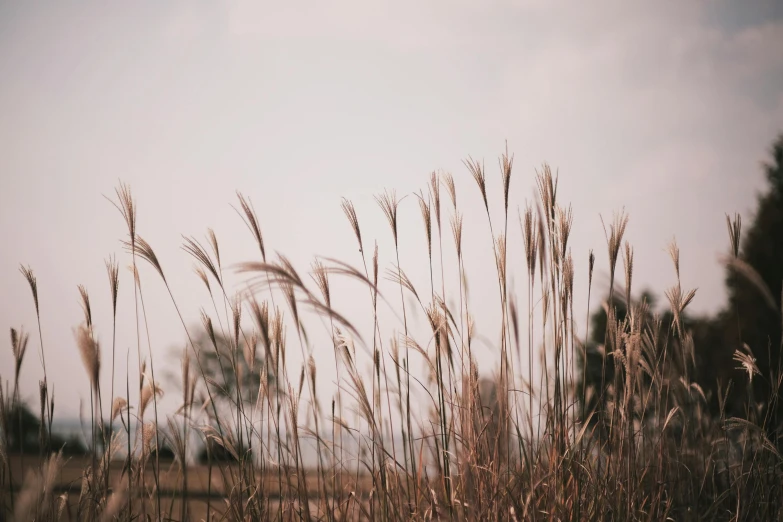 tall grasses are standing in a field with trees and sky