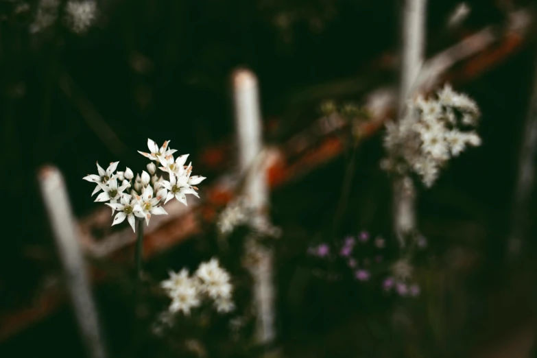 several white flowers blooming in the sun