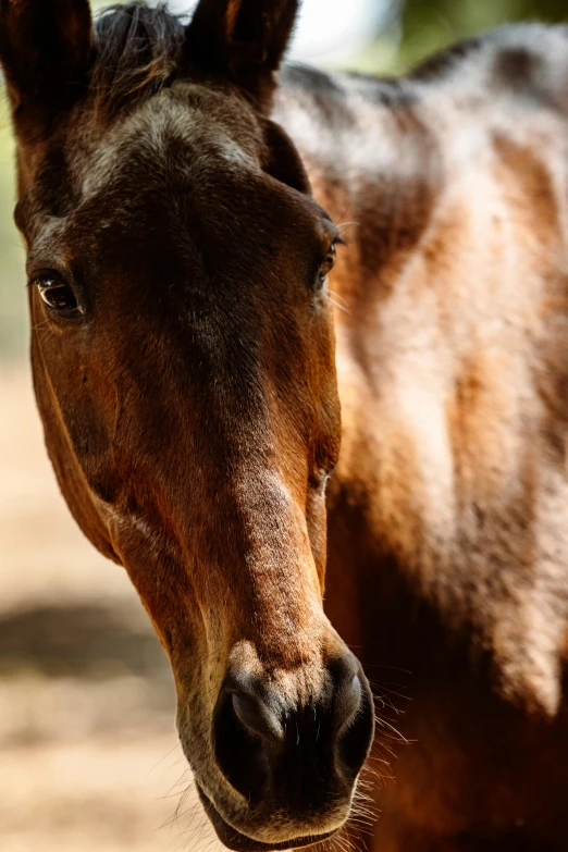 a brown horse with long, thick manes standing in dirt