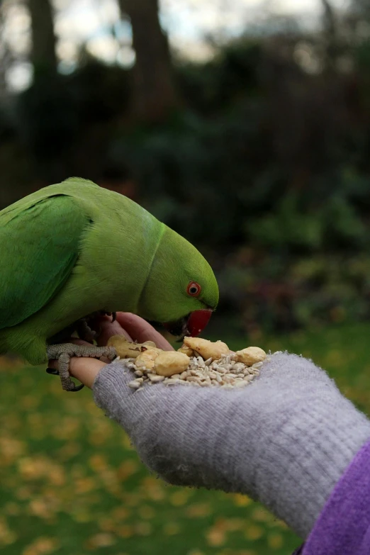 a green bird eats grains off the arm of a person