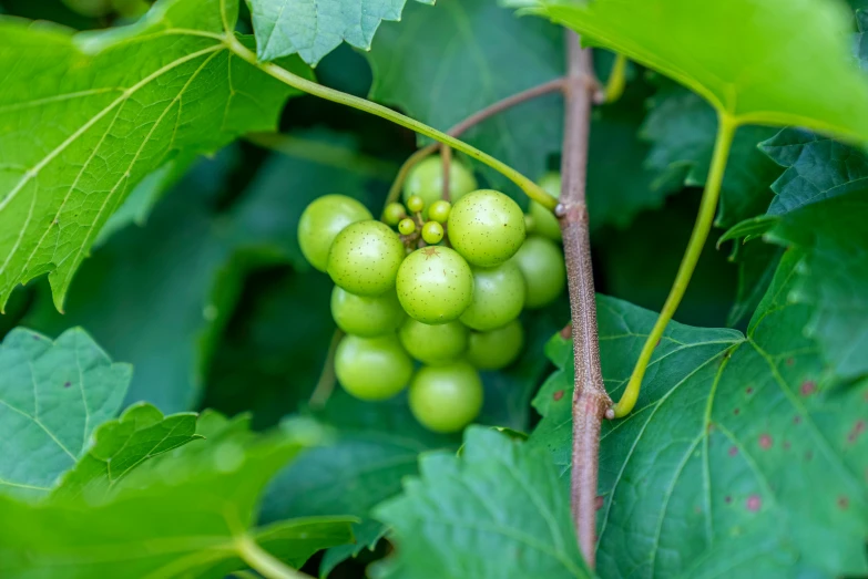 several green berries hanging from a vine with leaves