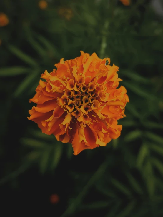 an orange flower is seen in this po