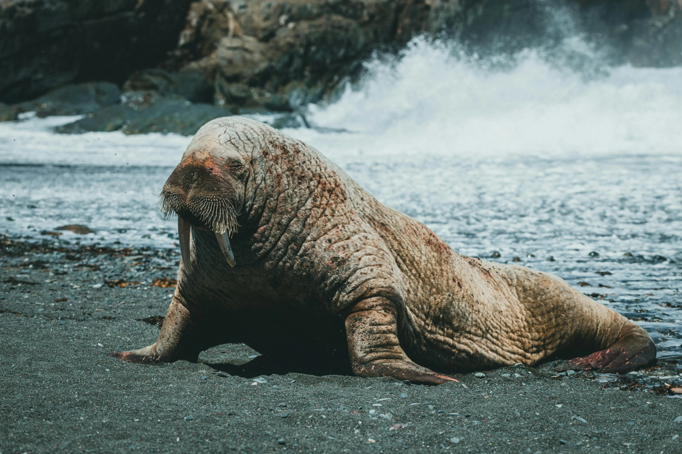 an elephant with it's mouth open sitting in the sand