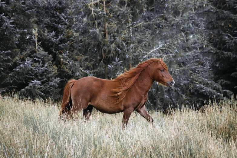 the horse is running in the tall grass