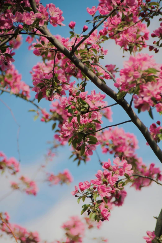 a nch with pink flowers and buds on it