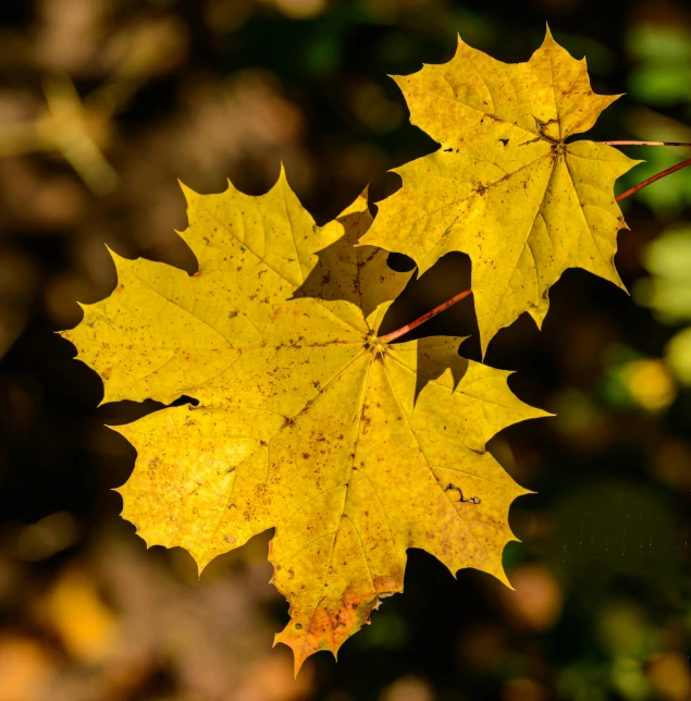two maple leaf showing yellow in the autumn