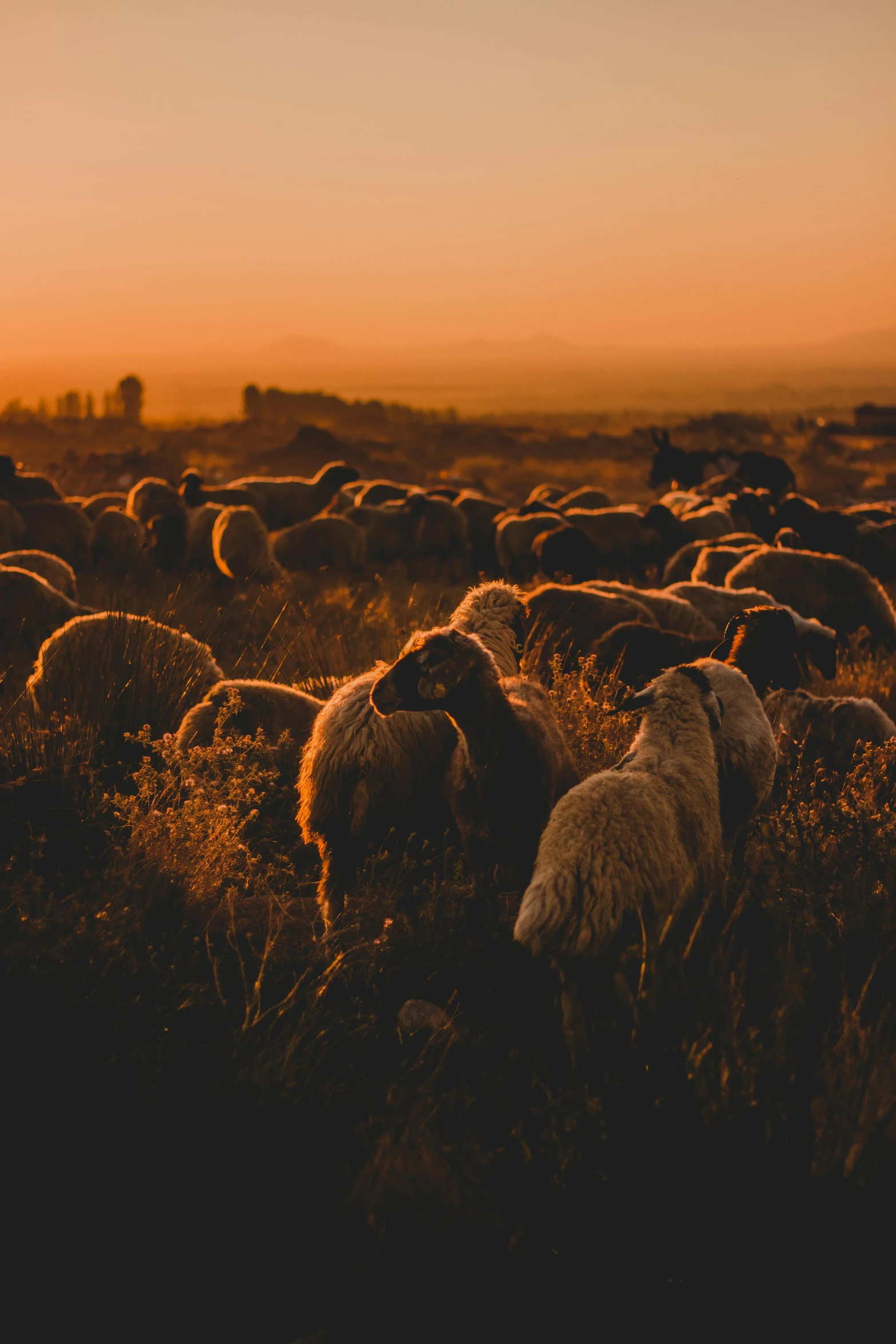 a herd of sheep walking through a grass covered field