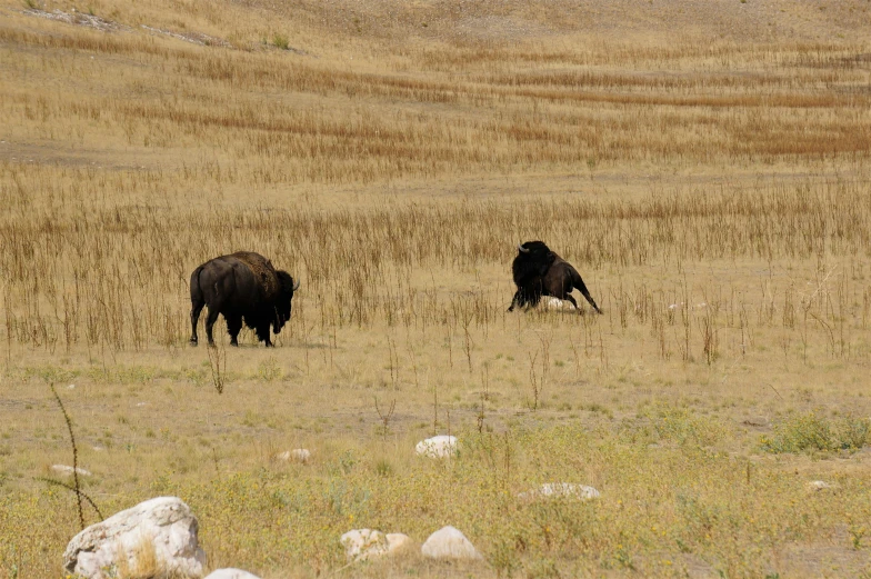 two black cows standing in a brown field