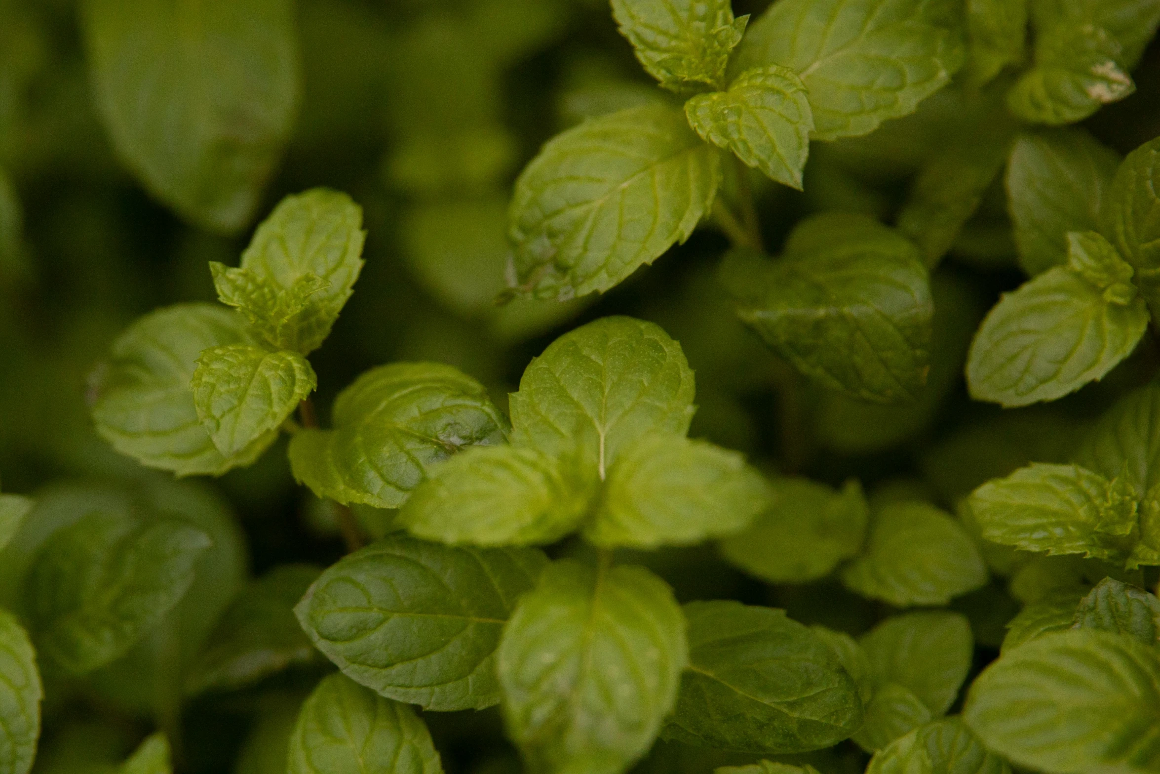 several large green leafy plants growing next to each other