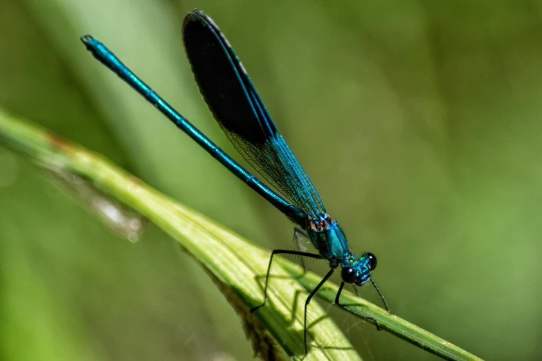 a small blue insect sitting on top of a blade