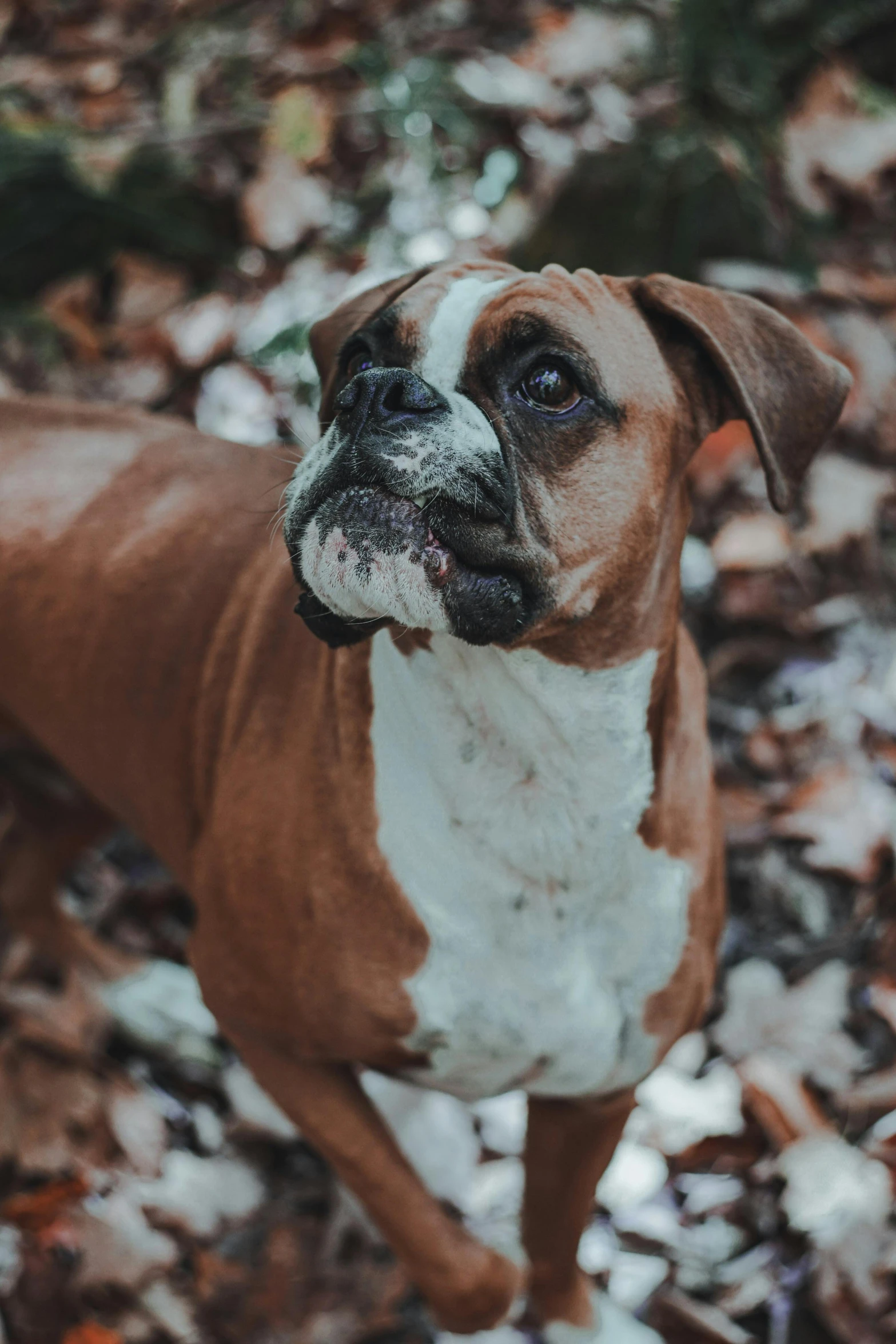 a brown and white dog standing on top of leaves