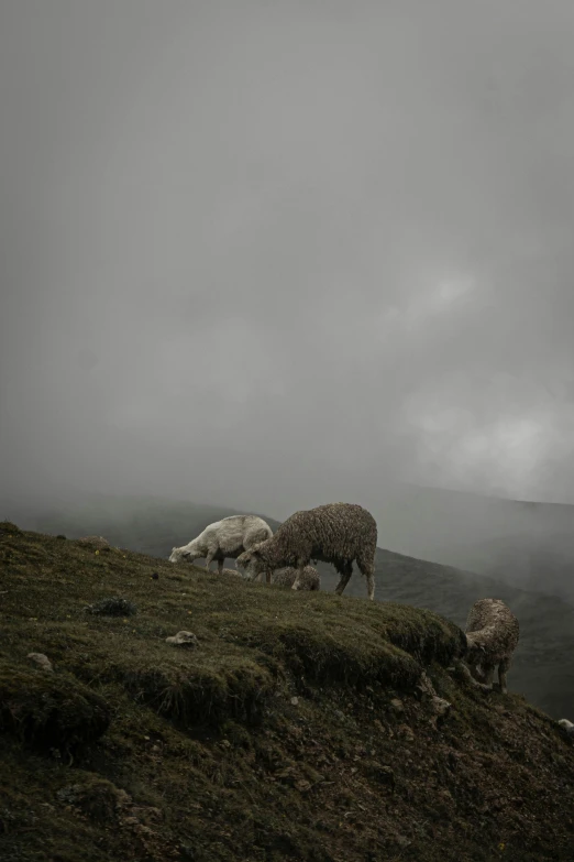 a group of sheep standing on top of a lush green field