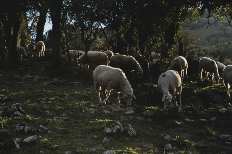 a herd of sheep eating grass on a hillside