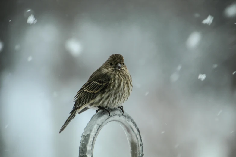 a small bird sits on the end of an umbrella in a snowy storm