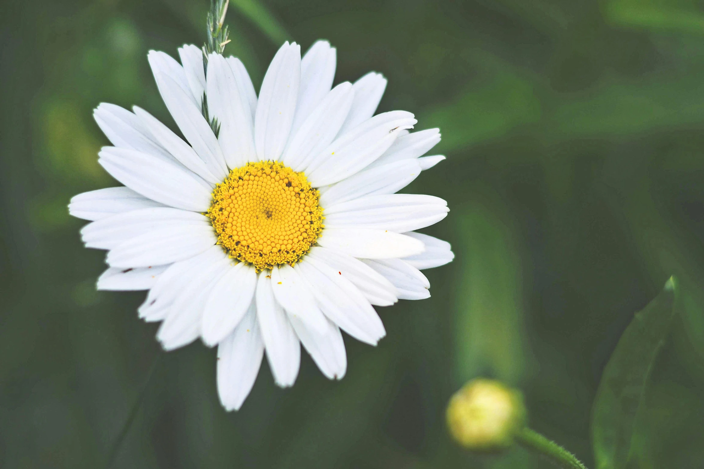 a close up s of the white flower