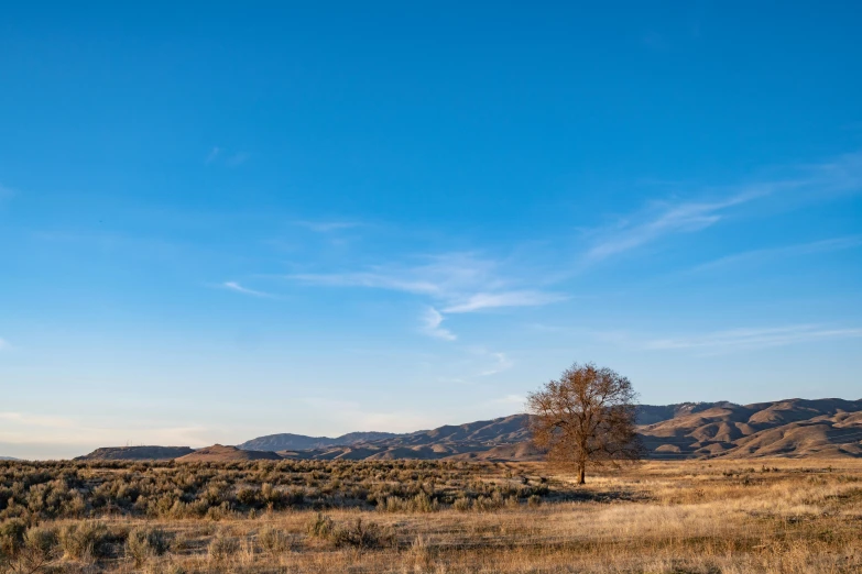 a lone tree stands alone in a vast field