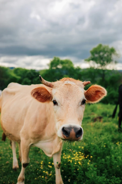 a brown cow standing on top of a lush green field