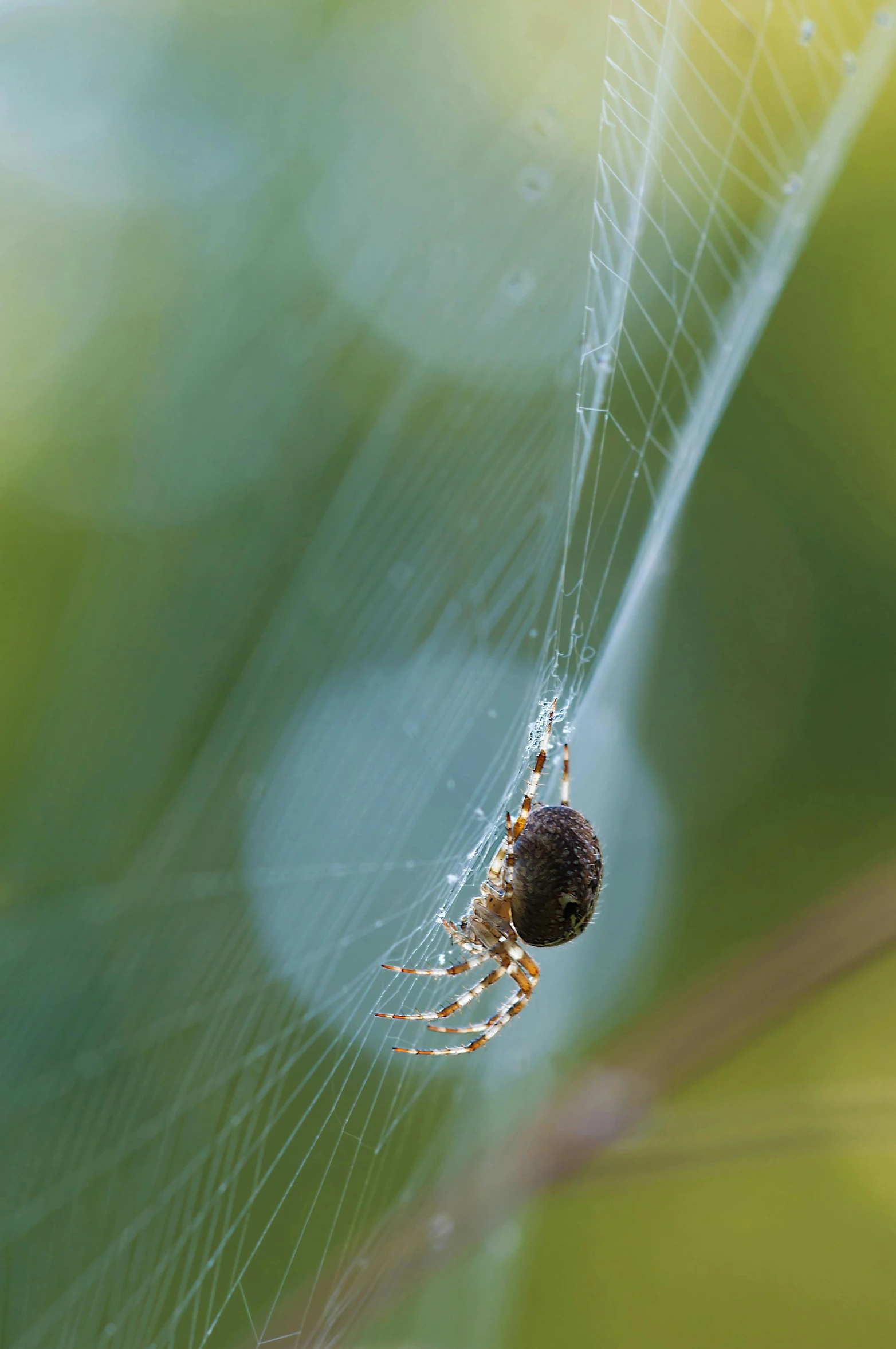 a spider that is sitting in a web