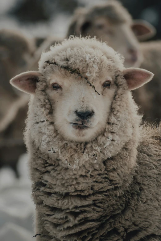 a close up of sheep on a snowy field